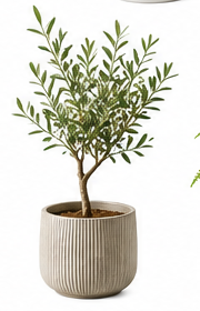 オリーブの木(ベージュの鉢植え)